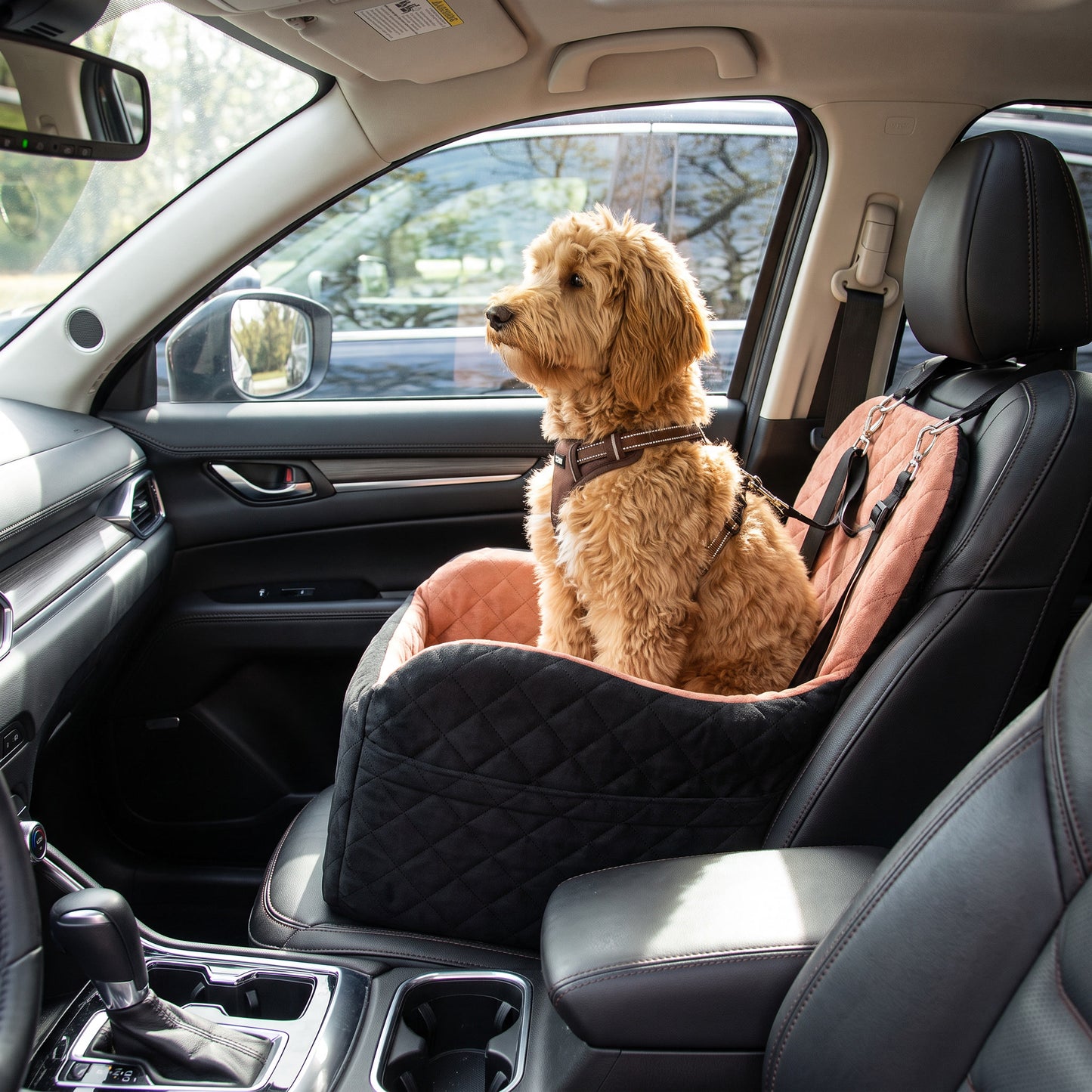 Kenzie Luxury Travel — Biscuit