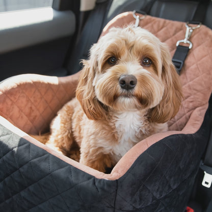Kenzie Luxury Travel — Biscuit